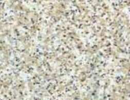 DRAWER LINER BEIGE