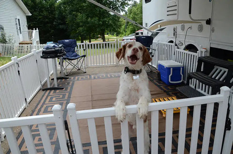 SAFETY STEP P1000 PICKET PLAY PET FENCE SET